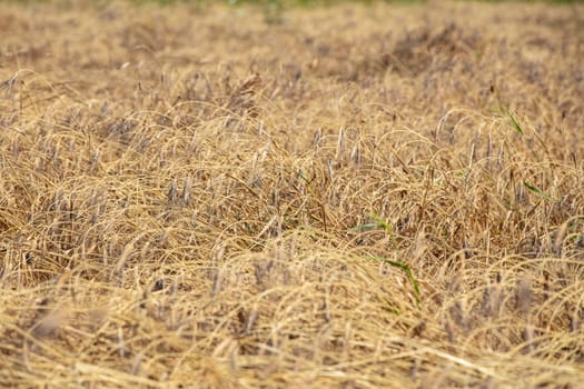 Wheat flied panorama with tree at sunset, rural countryside - Agriculture. High quality photo