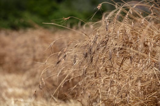 Wheat flied panorama with tree at sunset, rural countryside - Agriculture. High quality photo