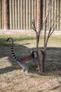 The ring-tailed lemur (Lemur catta). High quality photo