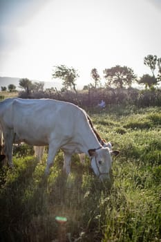 Herd of cows grazing at summer green field. High quality photo