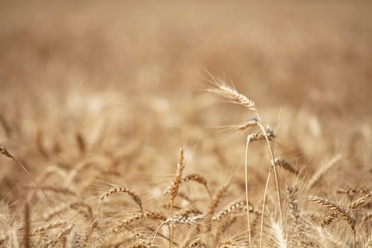 Wheat flied panorama with tree at sunset, rural countryside - Agriculture. High quality photo