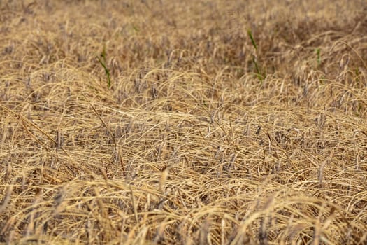 Wheat flied panorama with tree at sunset, rural countryside - Agriculture. High quality photo