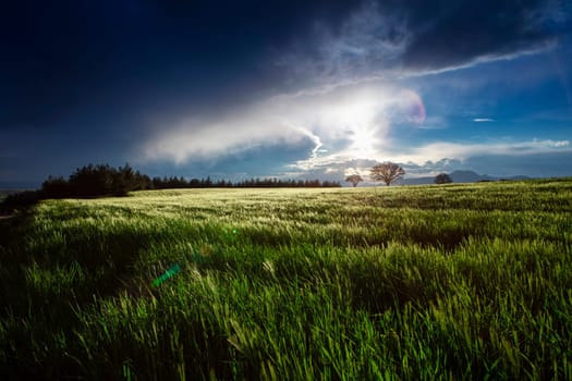 Rice field, Agriculture, paddy, with sunrise or sunset, and flare over the sun, in morning light, Panorama