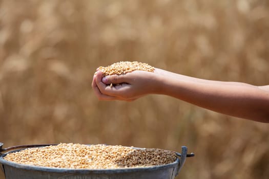 Wheat flied panorama with tree at sunset, rural countryside - Agriculture. High quality photo