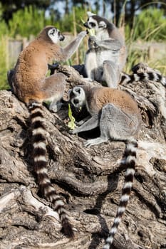 The ring-tailed lemur (Lemur catta). High quality photo