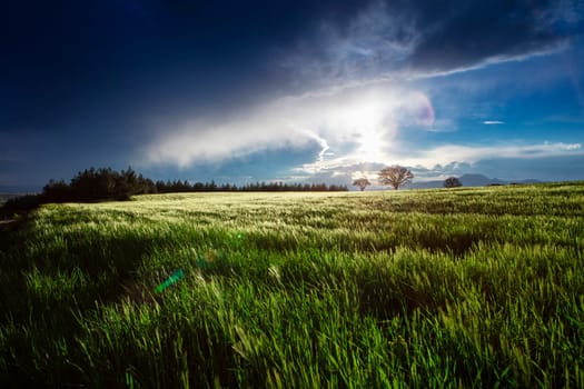 Rice field, Agriculture, paddy, with sunrise or sunset, and flare over the sun, in morning light, Panorama