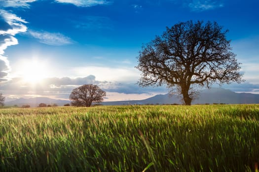 Rice field, Agriculture, paddy, with sunrise or sunset, and flare over the sun, in morning light, Panorama