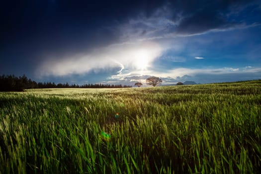 Rice field, Agriculture, paddy, with sunrise or sunset, and flare over the sun, in morning light, Panorama