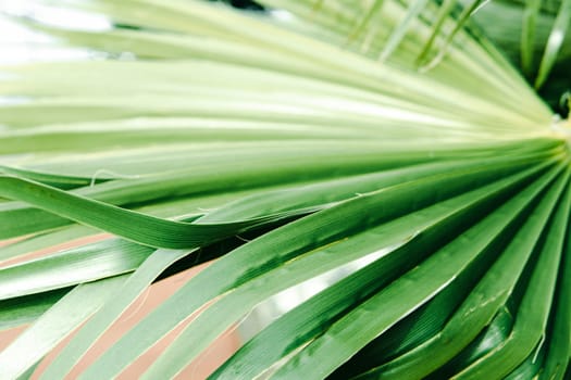 Green palm leaves, natural background.