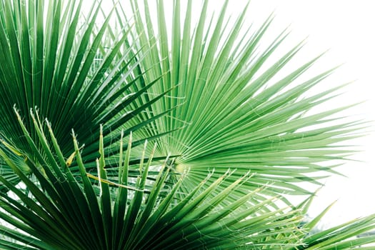 Green palm leaves, natural background.