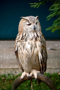 An owl perched on a perch waiting for game. Head, ring, tranquillity, eyes, beaks, fur, feathers, texture, out-of-focus background
