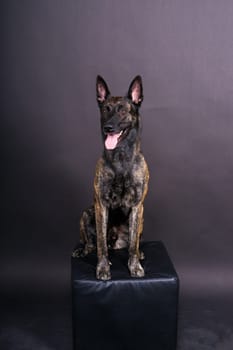 Dutch shepherd on a black background studio posing portrait