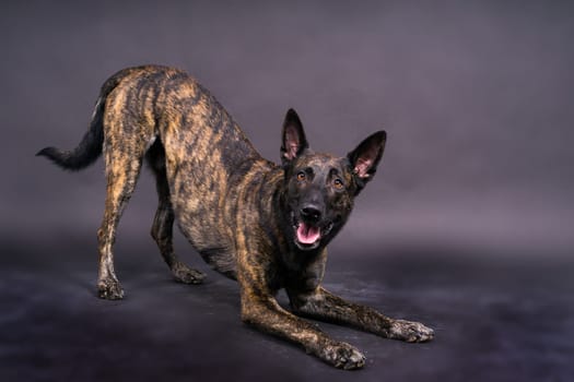 Dutch shepherd on a black background studio posing portrait