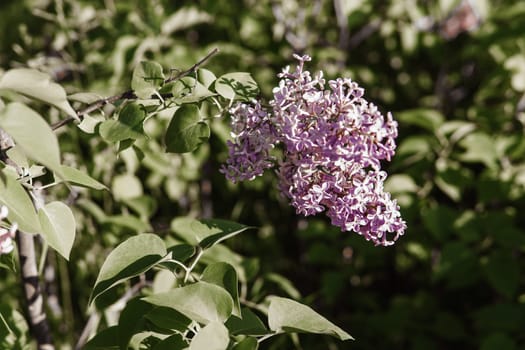 Lilac flowers on a green lilac bush close-up. Spring concert. Lilac garden