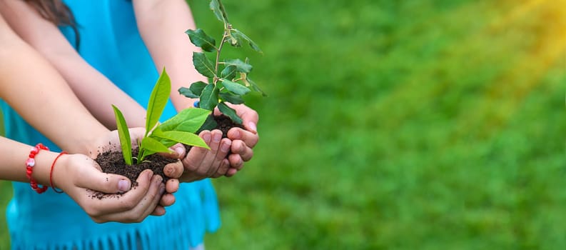 The child holds the plant and soil in his hands. Selective focus. Kid.