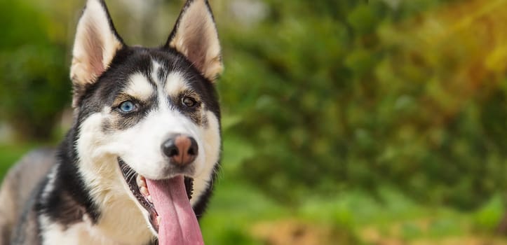 Husky dog portrait beautiful photo. Selective focus. Animal.