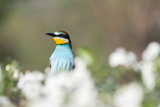bird among a flowering tree , colorful animals