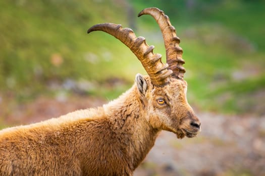 Alpine and brown Ibex in wilderness of italian alps landscape, Gran Paradiso, Italy