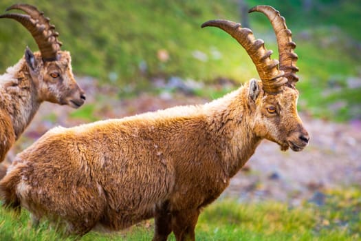 Alpine and brown Ibex in wilderness of italian alps landscape, Gran Paradiso, Italy