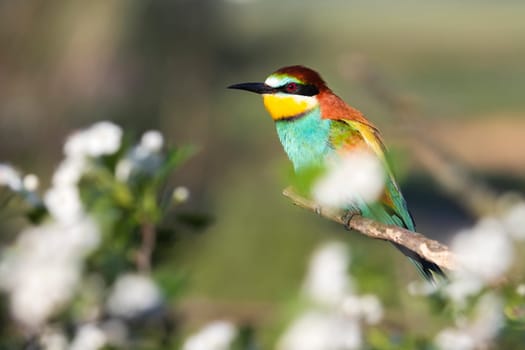 bright bird wild among a flowering tree , colorful animals