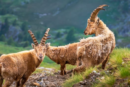 Alpine and brown Ibex in wilderness of italian alps landscape, Gran Paradiso, Italy