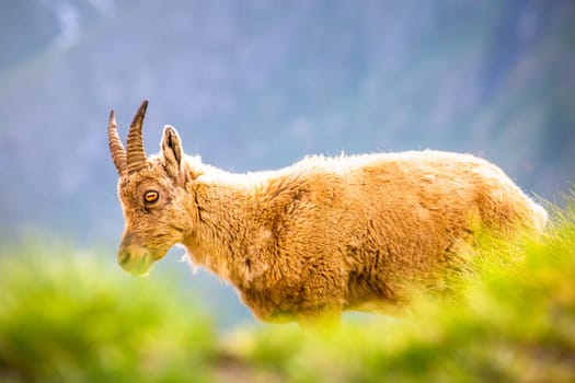 Alpine and brown Ibex in wilderness of italian alps landscape, Gran Paradiso, Italy