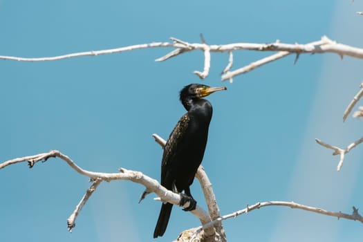 cormorant sits on a dry branch , colorful animals
