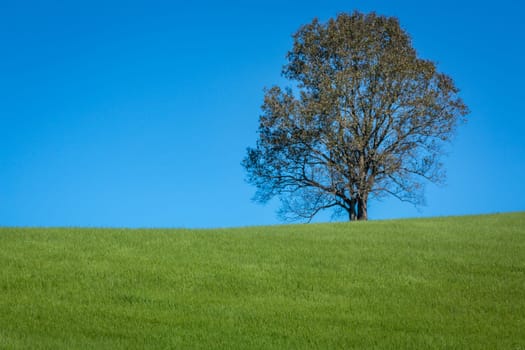 Pampa meadows and lonely deciduous tree in Southern Brazil, near Uruguay and Argentina border