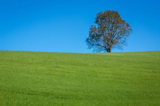 Pampa meadows and lonely deciduous tree in Southern Brazil, near Uruguay and Argentina border