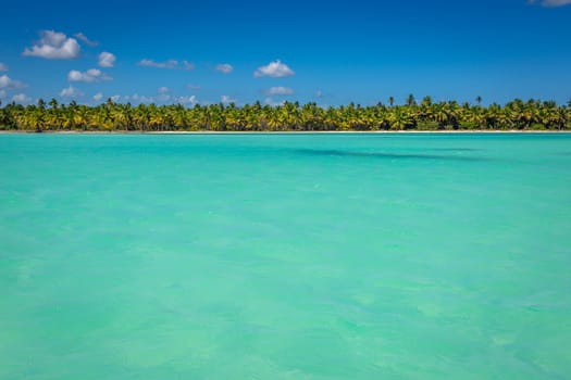 palm trees against blue sky and beautiful beach in Punta Cana at sunny day, Dominican Republic.