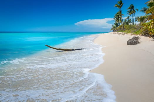 palm trees against blue sky and beautiful beach in Punta Cana at sunny day, Dominican Republic.