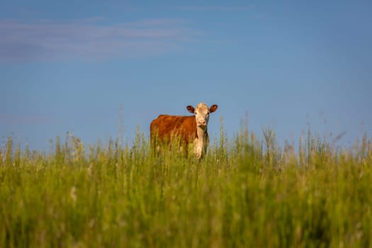 Pampa meadows and lonely cow in Southern Brazil, near Uruguay and Argentina border