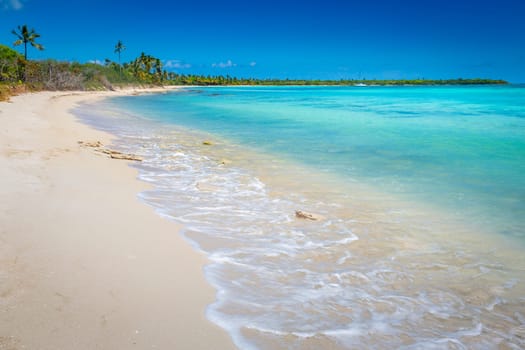 palm trees against blue sky and beautiful beach in Punta Cana at sunny day, Dominican Republic.