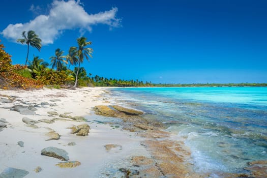 palm trees against blue sky and beautiful beach in Punta Cana at sunny day, Dominican Republic.