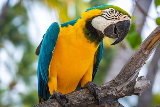 Blue and yellow macaw perching on tree, Ara ararauna, Pantanal, Mato Grosso, Brazil