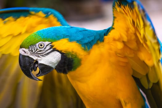 Blue and yellow macaw perching on tree, Ara ararauna, Pantanal, Mato Grosso, Brazil