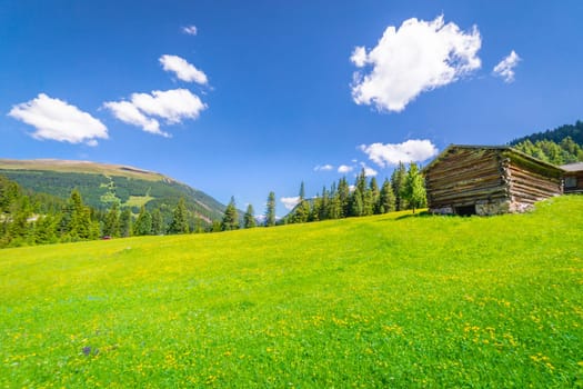 Idyllic landscape with wildflowers in italian Dolomites alps at sunny springtime, Northern Italy