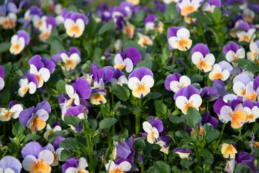 Flower carpet of purple-yellow pansies in a flower bed, spring background, Many bright spring flowers, High quality photo