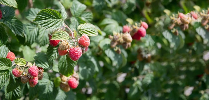 abundance of red ripe raspberries on the bushes in the garden, fresh organic berries with green leaves on the branches, Summer garden in the village, harvesting berries on the farm, High quality photo