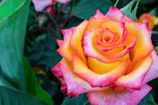 Beautiful Rose and Rosebuds in Rose Garden, Close Up, Selective Focus