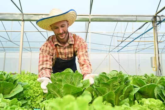 Smiling caucasian man farmer is sorting vegetable in an industrial organic hydroponic farm. Business agriculture concept.