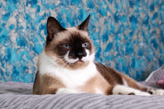 Gray cat with blue eyes lying on the bed close up