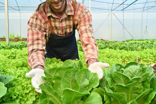 Smiling man farmer working in hydroponic greenhouse or organic farm. Business agriculture and Healthy food concept.