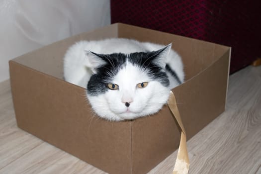 White fat cat sitting in a box close up