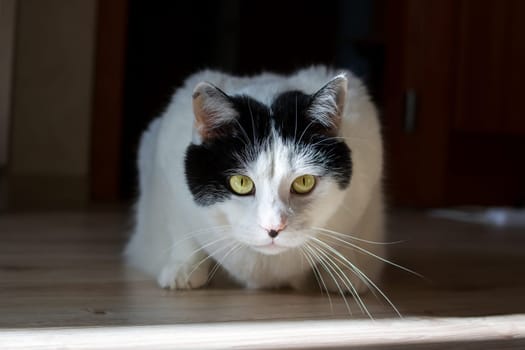 A big cat with yellow eyes looks out of the darkness