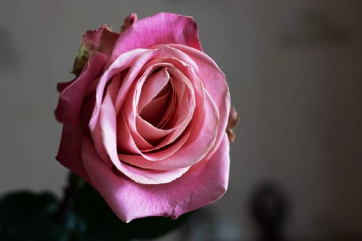 Bright pink rose flower in the shade close up