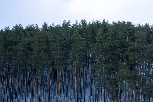 Pine forest in the snow view from above