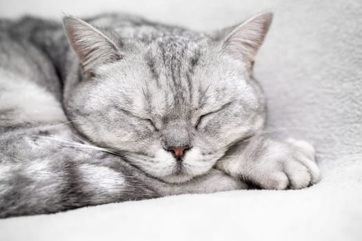 scottish straight cat is sleeping. Close-up of the muzzle of a sleeping cat with closed eyes. Against the backdrop of a light blanket. Favorite pets, cat food