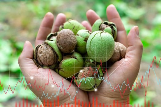 The schedule of growing walnuts in hands. Agriculture, growth, ecology. The concept of business growth, development and success.