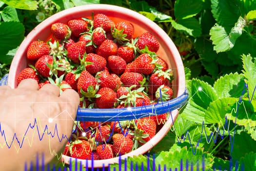 The growth chart of berry purchases. Strawberry fresh harvest of berries. Selective focus